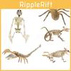 Durable Halloween Skeleton Decorations Featuring Human And Animal Designs