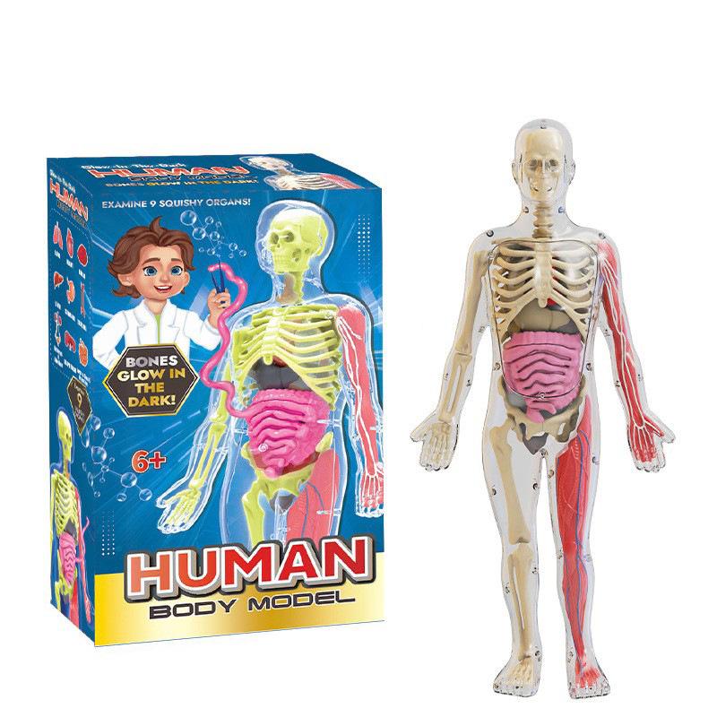 Children's Educational Human Anatomy Model - Skeleton & Organ Structure Toy for Medical Teaching