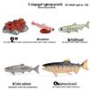 Animal Growth Cycle Simulation Toy Set: Solid Snail & Frog Models for Science Education