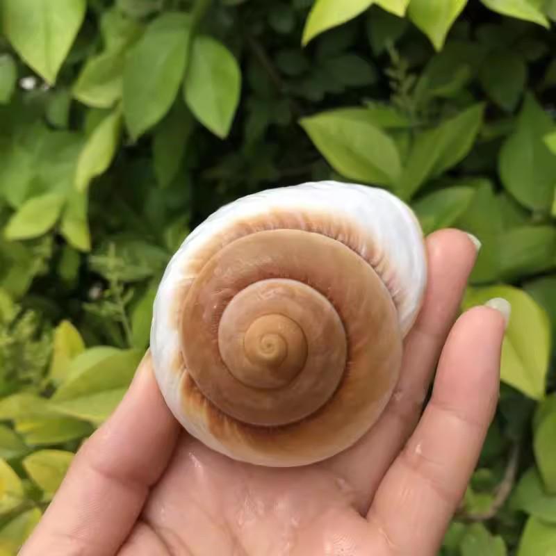 Natural Conch Seashells for Hermit Crabs - Free Shipping, Aquarium Decorations, Water Hardness Regulator