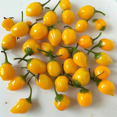 25 sementes de pimenta Aji Charapita
