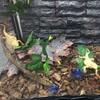 2Pcs 17 Inch Reptile Branches with Suction Cups Lizard Climbing Vines