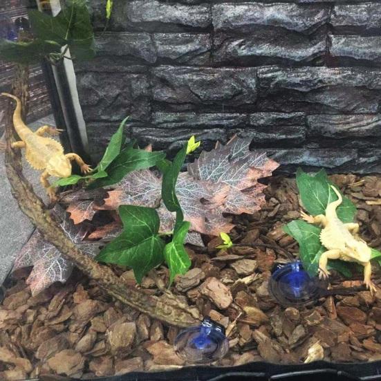 2Pcs 17 Inch Reptile Branches with Suction Cups Lizard Climbing Vines