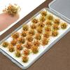 Simulation Grass Clusters Model Artificial Grass Small Grass Model  Garden Scene