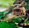 I'm From Ginseng Eye Cream 30g – Anti-Aging Eye Treatment with Red Ginseng Extract