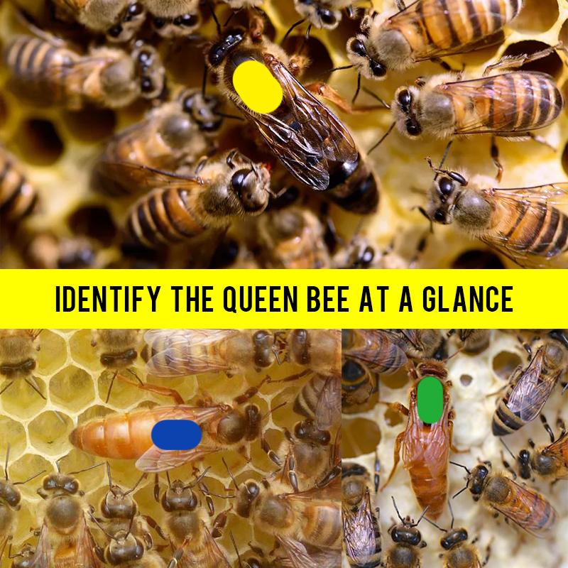 5 Stück Königinnen-Markierstift Ungiftig für die Imkerei Königinnenzucht Königinnen-Identifikationswerkzeuge 5 Farben Optional Bienenstockwerkzeug