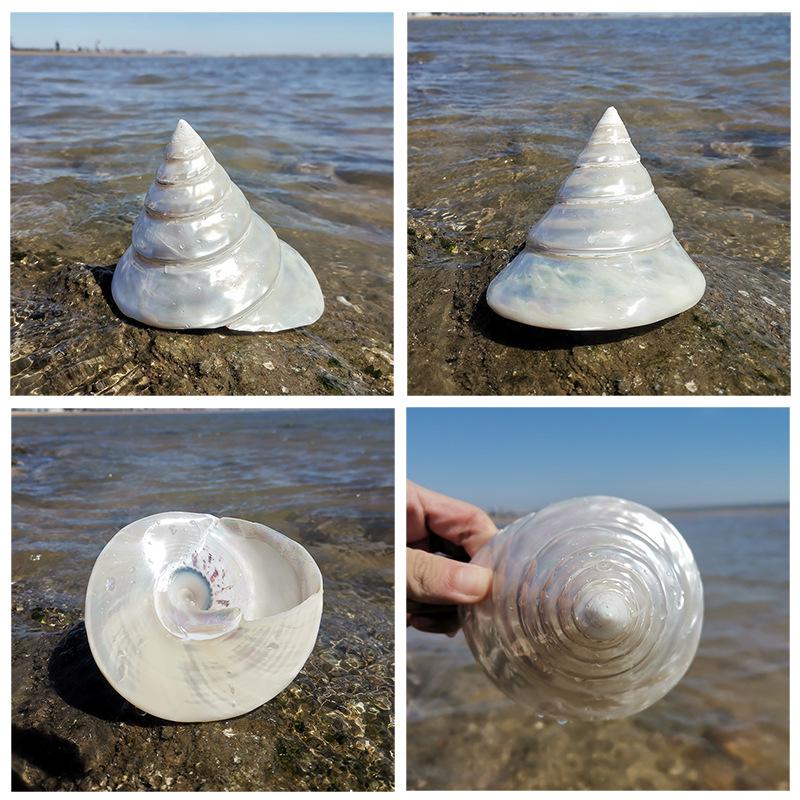 Large Conch Seashell Ornament for Wall Decor, Aquarium Aquascaping, and Sea Sound Collection
