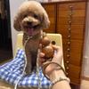 Gourd Handle Dog Leash 1.5m/1.8m Portable Anti-Slip Dog Training P-Cord Rope Explosion-Proof for Small/Medium Dogs Pet Products