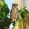 Waterproof Fake Bird Repellent Owl Scarecrow Bird Repeller Bird Repel Scare Devices  Balcony