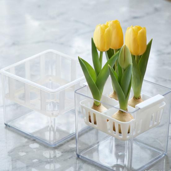 Tulip Bulb Planter Hydroponic Plant Growing Container with Clear Water Reservoir Multi-Hole Hydroponic Planter for Home Gardening Narcissus Hyacinth