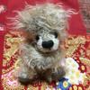 [USED] Artist Plush Toys, Teddy Bears, Miniature Bears, Artist Bear Plush Toys