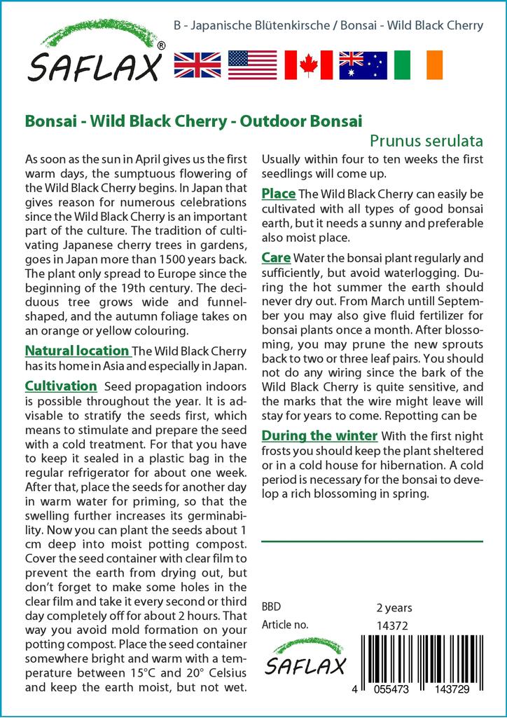 SAFLAX Bonsai - Wild Black Cherry - 30 Seeds - Prunus Serulata