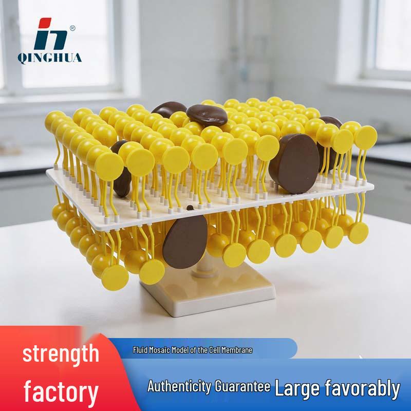 Qinghua Biology Cell Membrane Model Kit for High School Education 26x18x11 cm