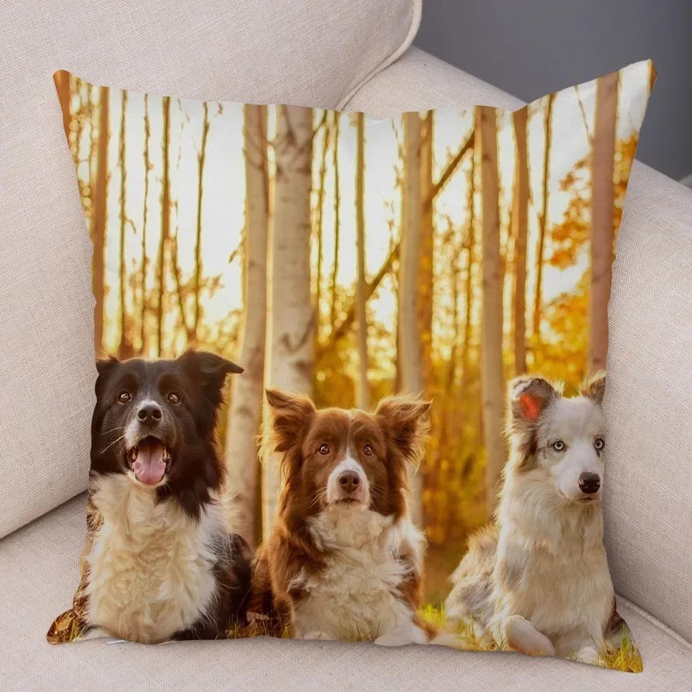 Trykt Putetrekk for Kjæledyr Skottland Border Collie Mykt Plysj Putetrekk Dekor Søtt Hundeputetrekk for Sofa Bil