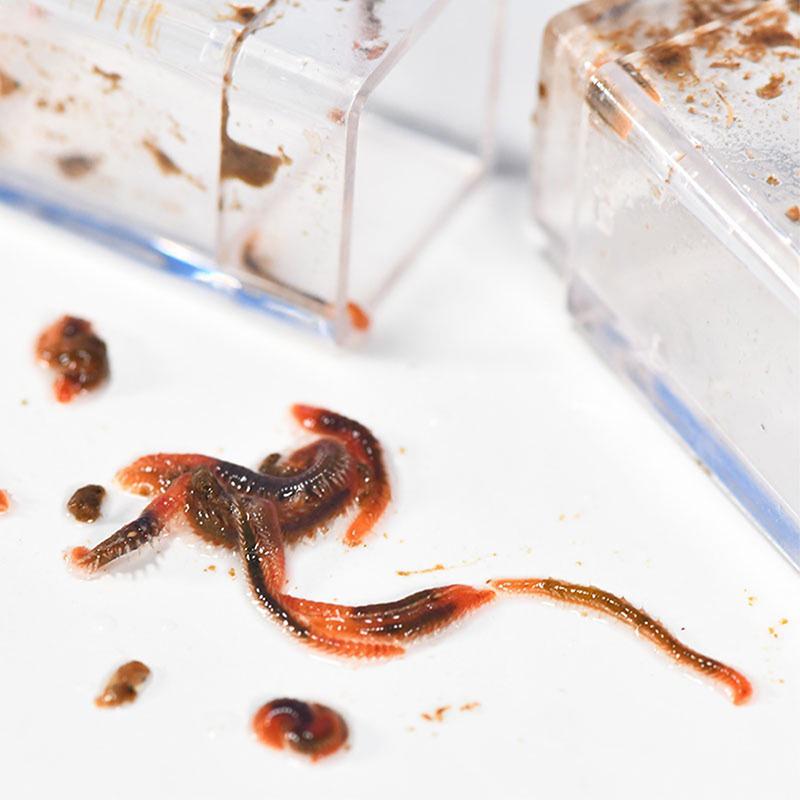 Steel Caterpillar Eddy Worm Catcher Trap Freshwater Aquarium Coral Saltwater Fish Worm Catcher Plastic Material