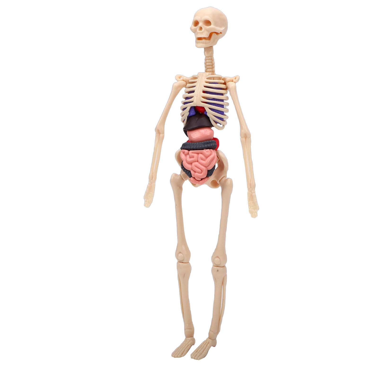 Clear Human Body Skeleton Model Kit 3D Human Structure Model Kit with Removable Organs for Kids