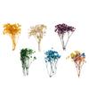 Pressed Leaves Dried Flower Embellishments for Scrapbooking Jewelry Making Resin Crafts Small Natural Floral Art