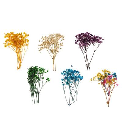 1 Beutel Echte Trockenblumen Sternenhimmelblumen Pressblumen Scrapbooking