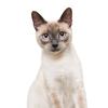 T417#Lovely Cat Persian Cat British Shorthair Animal Wall Sticker Bathroom Toilet Decor Living Room Cabinet Refrigerator Decals