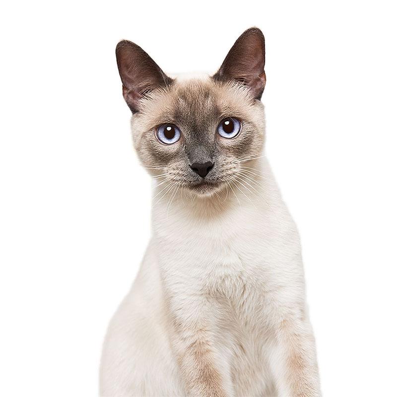 T417#Lovely Cat Persian Cat British Shorthair Animal Wall Sticker Bathroom Toilet Decor Living Room Cabinet Refrigerator Decals
