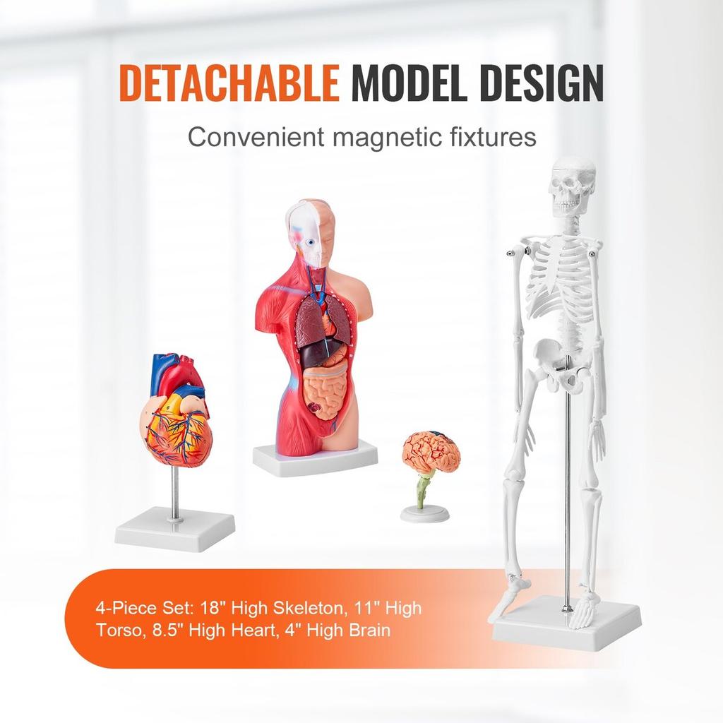 Set Bundle Modelli Anatomia Umana, Cervello, Tronco Corporeo Umano, Cuore, Set Modello Scheletro di 4 Pezzi, Strumenti di Studio Modelli 3D Pratici Modelli Didattici per la Fisiologia
