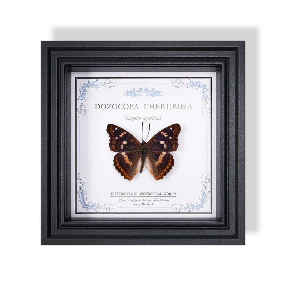 Wall-Mounted Butterfly Specimen Photo Frame: Home Decor & Gift for Valentine's Day, Qixi, Birthday, Couples & Insect Lovers