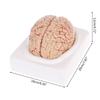 W89C Gedemonteerd Anatomisch Menselijk Model Anatomie Medisch Lesinstrument
