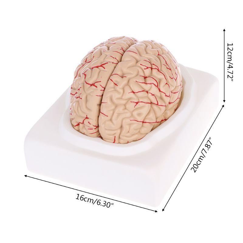 W89C Gedemonteerd Anatomisch Menselijk Model Anatomie Medisch Lesinstrument