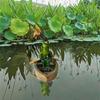 Unique Floating Turtles Frogs Sculpture With Rowing Theme Decorative Ornament For Outdoor Fountains Or Indoor Vignettes