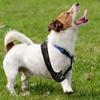 Cat Leg Protector Reduces Pain Injury Recover Legs Wrap Pet Knee Pads Dog Support Brace