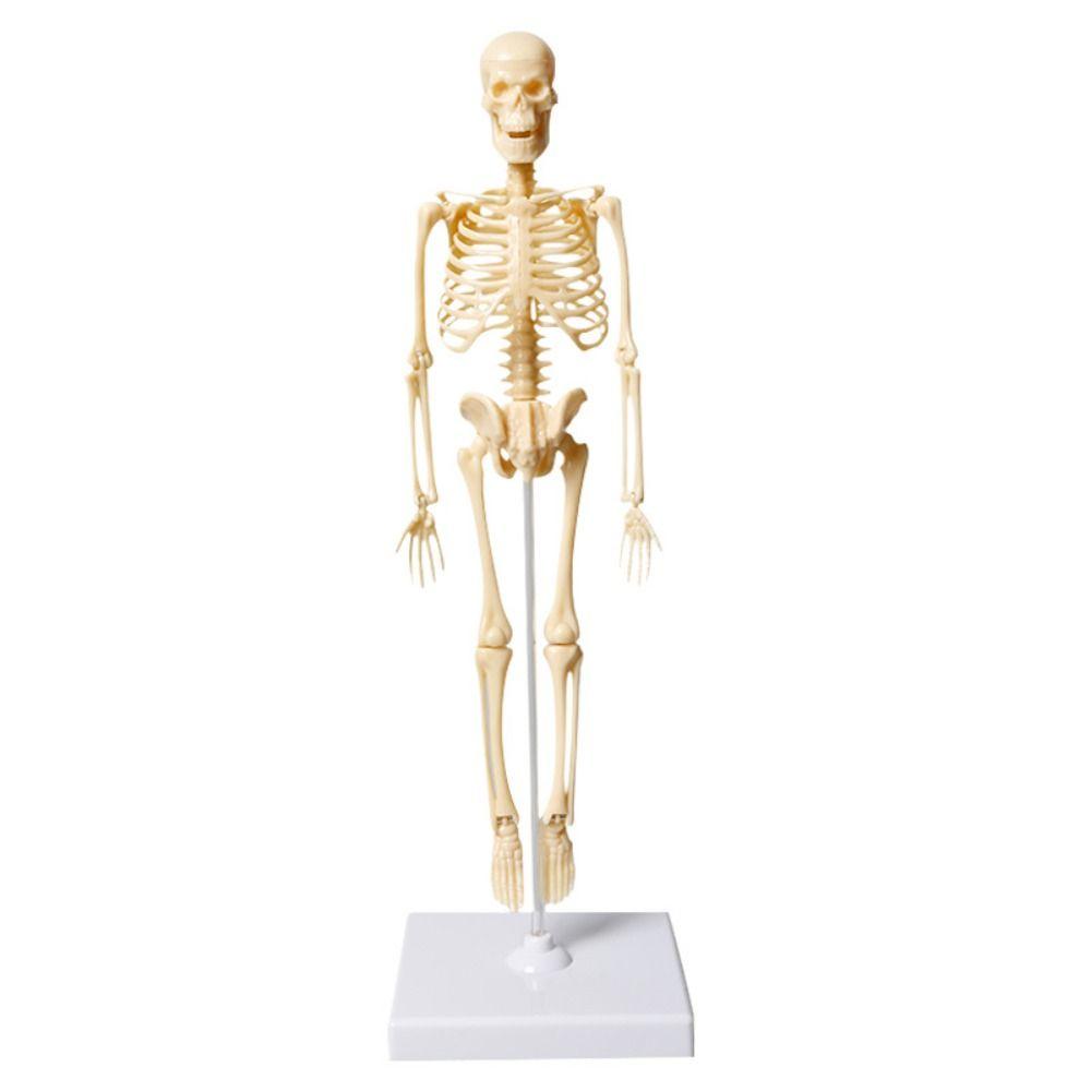 Skeletal Joints Of Human Organ Model DIY Human Body Model Teaching Bone Model  Teaching Tools