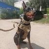 UOSU Tactical Outdoor Dog Vest