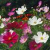 100 White, Pink and Red Cosmos Seeds - SemiSauvage Permaculture