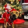 Santa Claus Riding Horse Dog Costume – Festive Pet Christmas Outfit