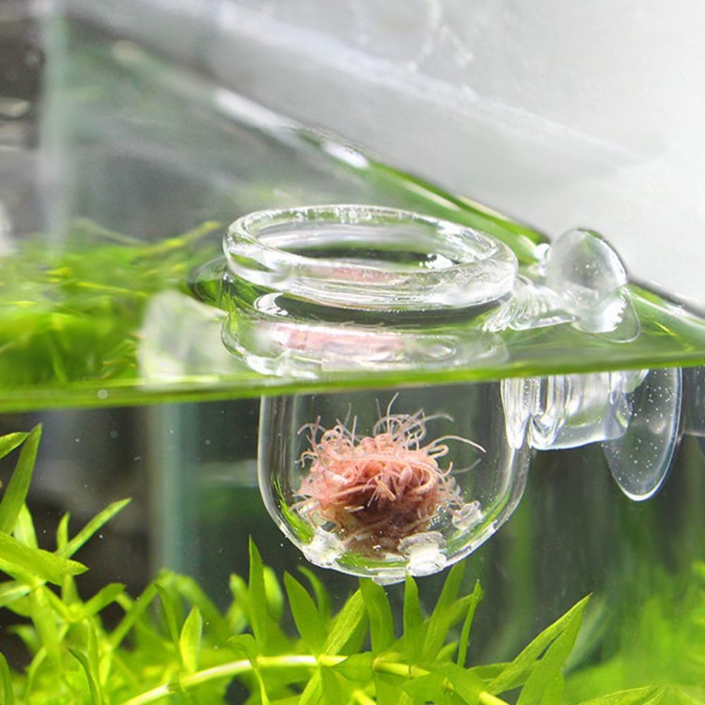 Suction Cup Aquarium Worm Feeder Glass Fish Feeding Cup Accessory Aquarium Feeding Cup  Aquarium