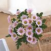 Realistic Appearance Silk Chamomile Daisy Versatile Decor