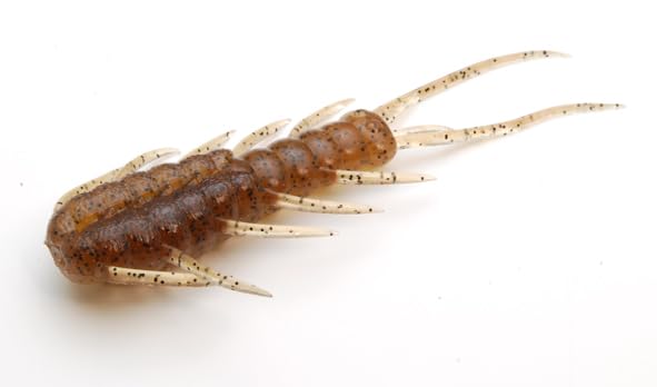 Raid Japan AVI 50 Pile Shrimp 076.