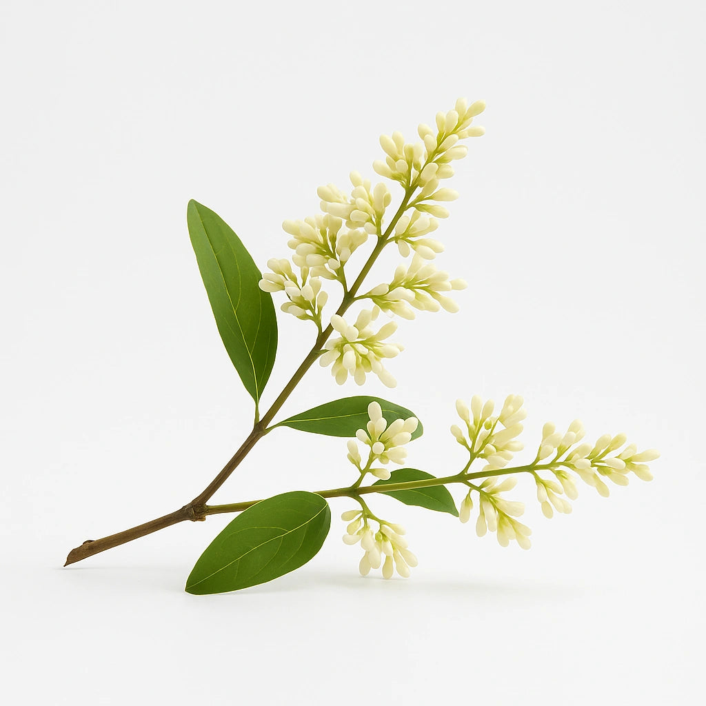 50 Seeds of Japanese Privet (Japanese Privet)