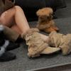 Damen Leichte Bequeme Dicke Sohle Kalt Warm Gefüttert Schneestiefel Rutschfest Verschleiß Outdoor Sport Baumwollschuhe