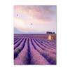 Lienzo Pintura Morado Flores Lila Lavanda Póster Bicicleta Paisaje Rural Imagen Decoración Pared Hogar Dormitorio Fondo