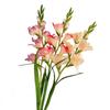 Multicolor Gladiolus Artifiical Flower Green Leaves DIY Faux Flower Photo Props Silk Petal Artifiical Gladiolus Flower