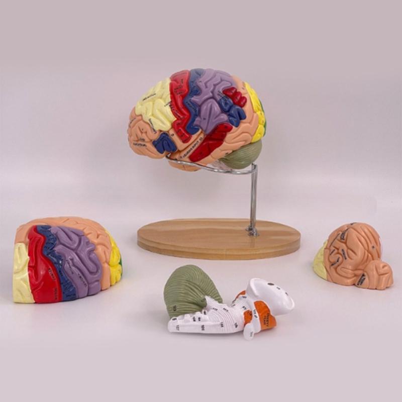 Modelo de Anatomía Cerebral Muestra el Tronco Encefálico y Otras Partes del Cerebro Humano