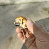 Jumping Spiders Platform Magnetic Perch Mushroom Shape Shelf Terrarium Habitat Decors Decorative Nest Perch