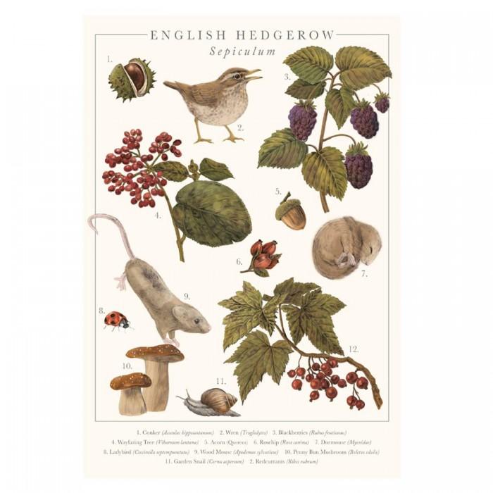 Tall Boy Prints English Hedgerow Print