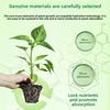Plant Nutrient Solution, Indoor Potted Plants To Cure Yellow Leaves Dry Tip Special Type Green Organic Fertilizer