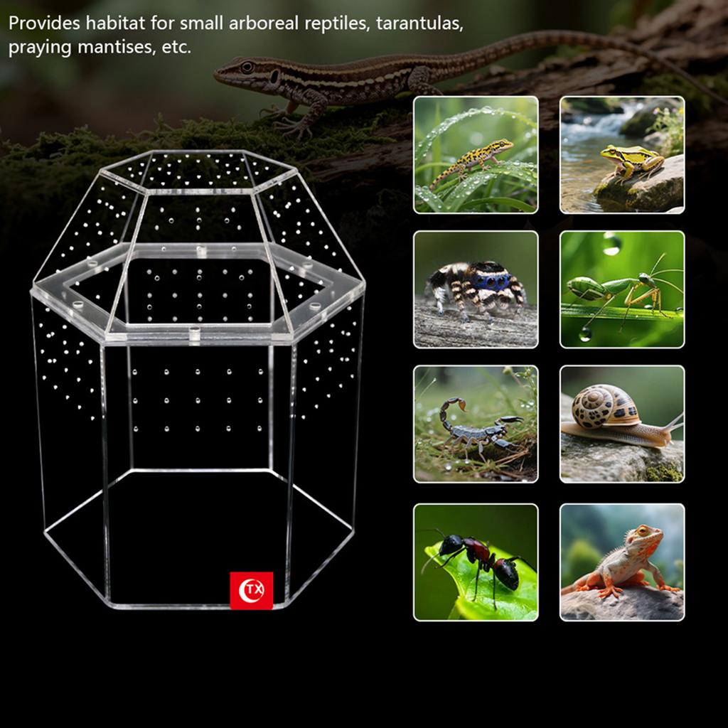 Reptilien Zuchtbox Acryl Mini Vogelspinnen Gehege Volle Transparenz Spinnen Terrarium für Spinnen Vogelspinnen Schnecken Echsen Reptilien