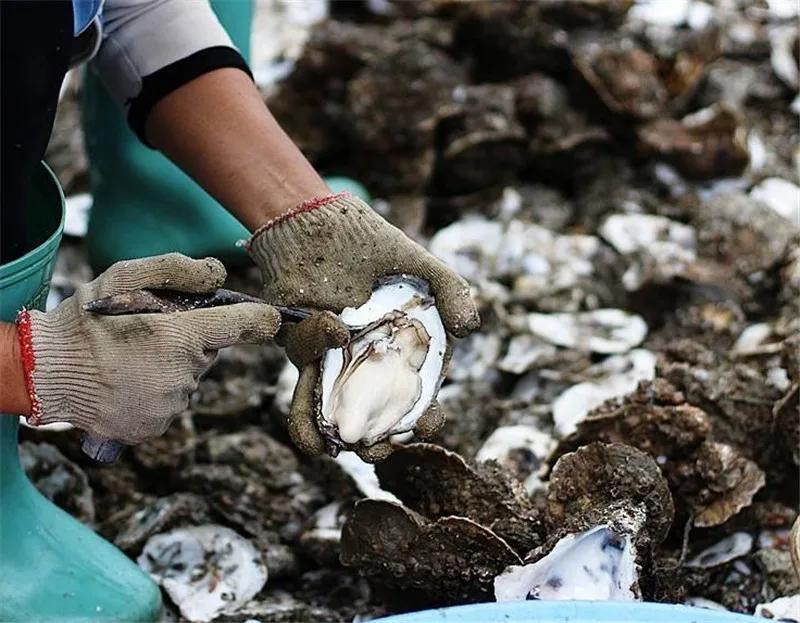 professional Oysters knife Tool Stainless Steel Open Scallop Oyster Shell Seafood Tool Wood handle Oyster Shucking sharp Knives