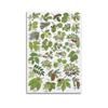 Poster Vintage Sur Toile - HNPBB - Plantes Et Feuilles - 40x60 Cm - Impression Moderne
