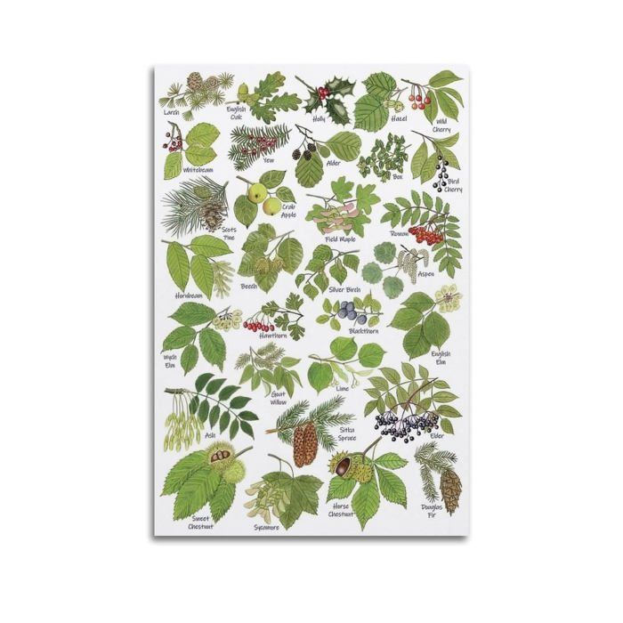 Poster Vintage Sur Toile - HNPBB - Plantes Et Feuilles - 40x60 Cm - Impression Moderne