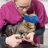 Cat Anti-Bite Breathable Muzzle (Adjustable & Comfortable) - Christmas Print, for Grooming/Care/Bathing, Great Holiday Gift